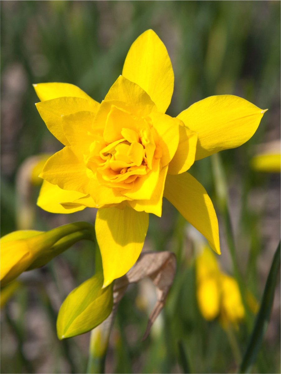 15x Narcissen 'Campernelle dubbel' - BULBi® Bloembollen met bloeigarantie