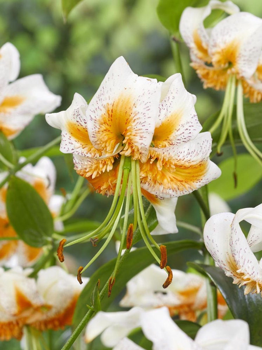 5x Lelie 'Lady alice' - BULBi® Bloembollen met bloeigarantie