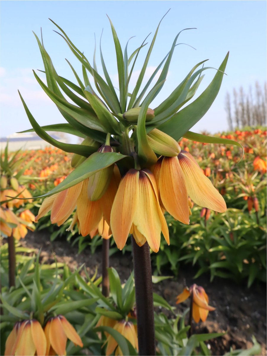 2x Fritillaria 'Fritillaria paradise beauty' - BULBi® Bloembollen met bloeigarantie