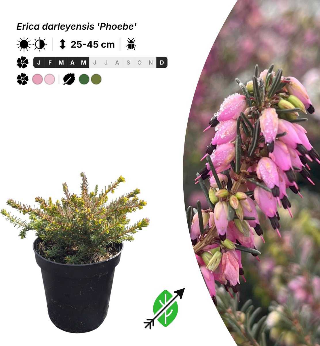 Singleplants - 20x Erica darleyensis 'Phoebe' - Pot P9,5 - bodembedekker - winterhard tot -20°C