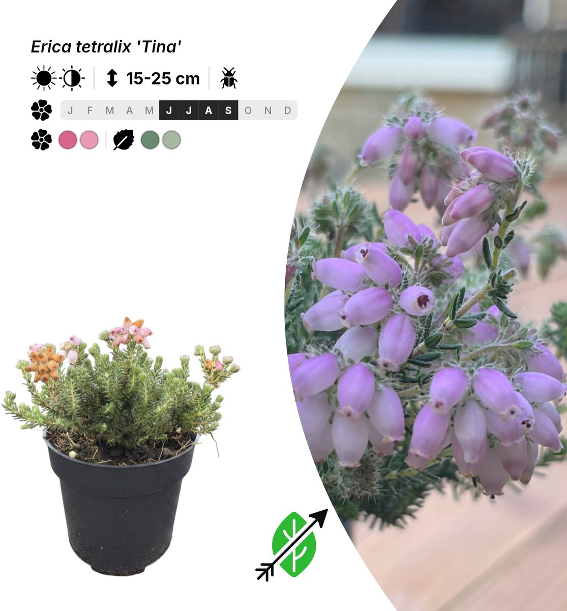Singleplants - 10x Erica tetralix 'Tina' - Pot P9,5 - bodembedekker - winterhard tot -20°C