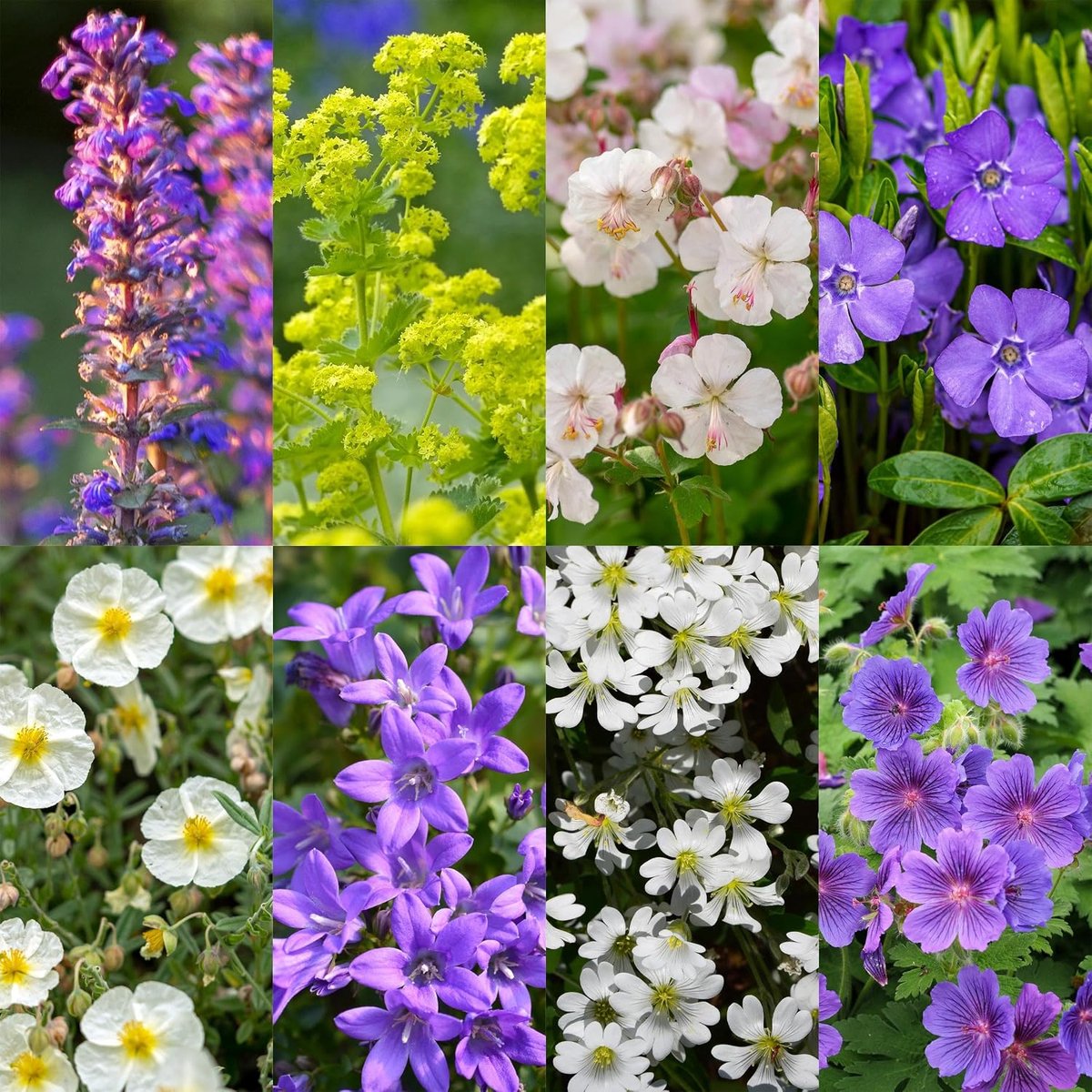 Versen - Soorten en kleuren - 6 Planten - 20-50cm - Ø11cm - Tuinplant
