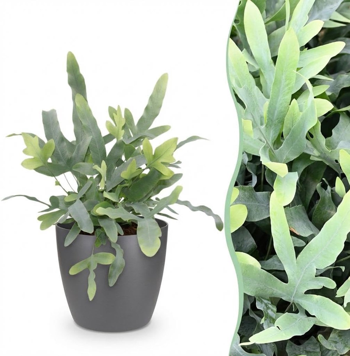 Aureum Blue Star - Blauwe Varen - Huisdiervriendelijke Plant - Blauw - met Potter Grijs - 25cm - Ø12cm - Kamerplant - Arrangement - Plant met pot