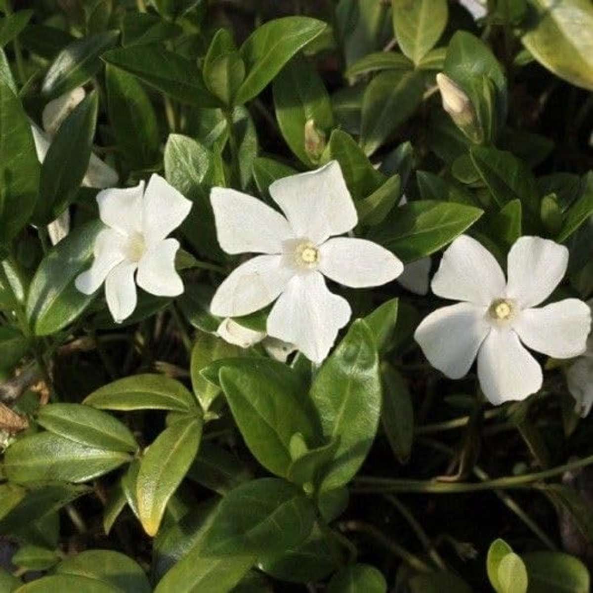 25 x Witte Maagdenpalm - Populaire Bodembedekker Wintergroen - Vinca minor 'Alba' in 9x9cm pot met hoogte 5-10cm