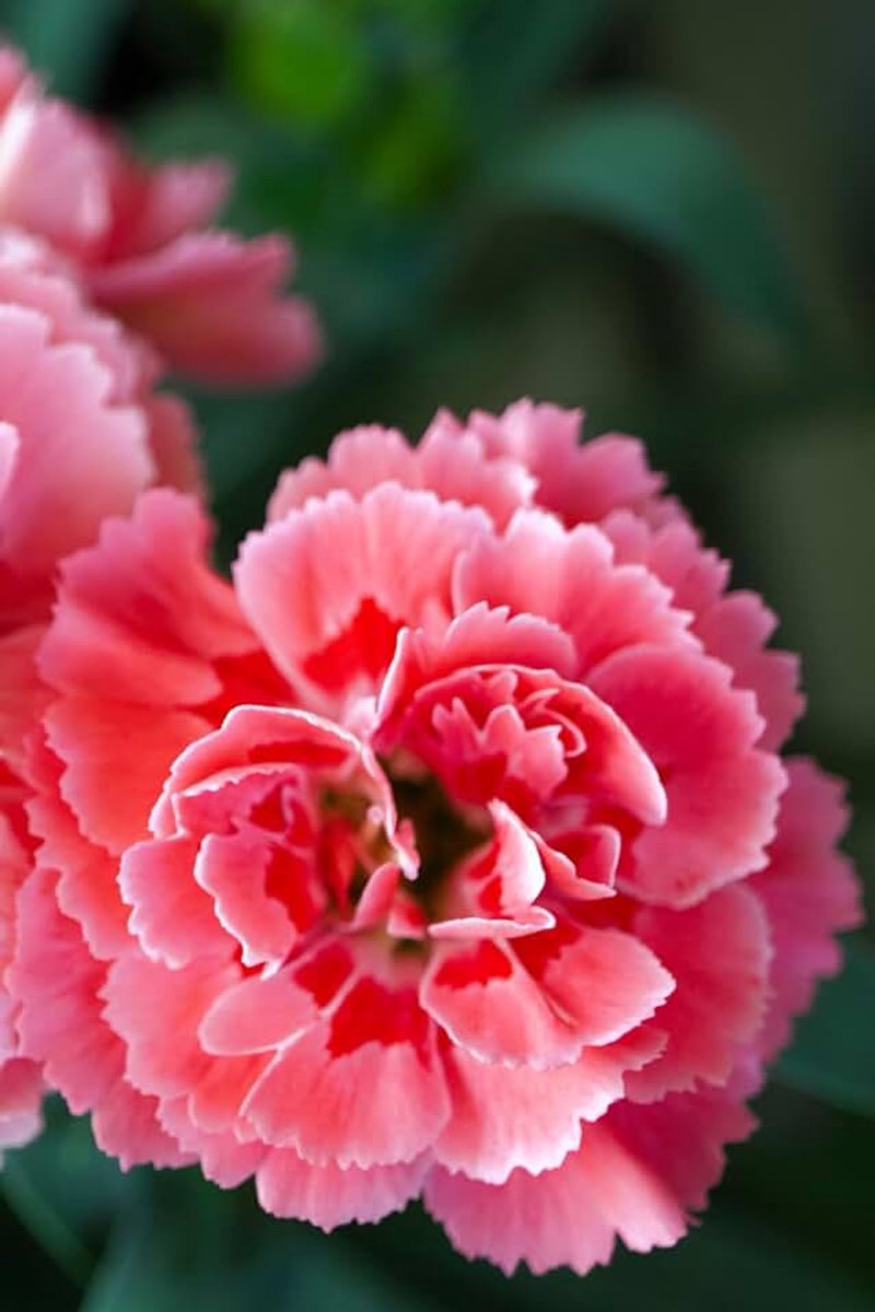 Flores rosas: Cuaderno con líneas y diseño floral suave