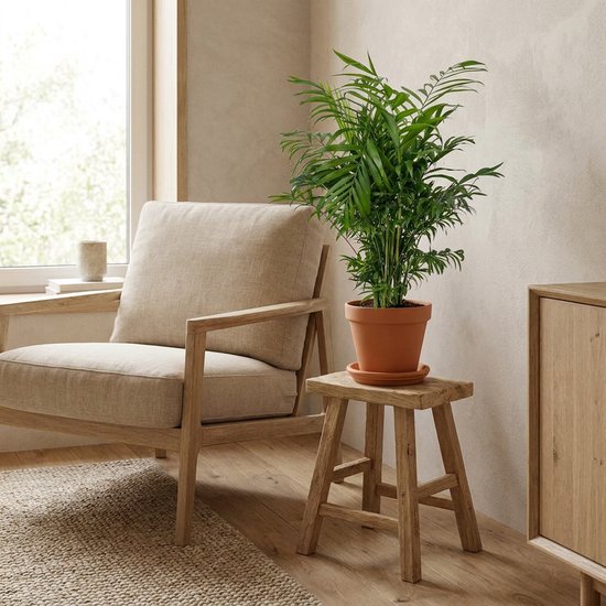 Chamaedorea Elegans palm in een terracotta pot op een klein houten krukje naast een fauteuil.