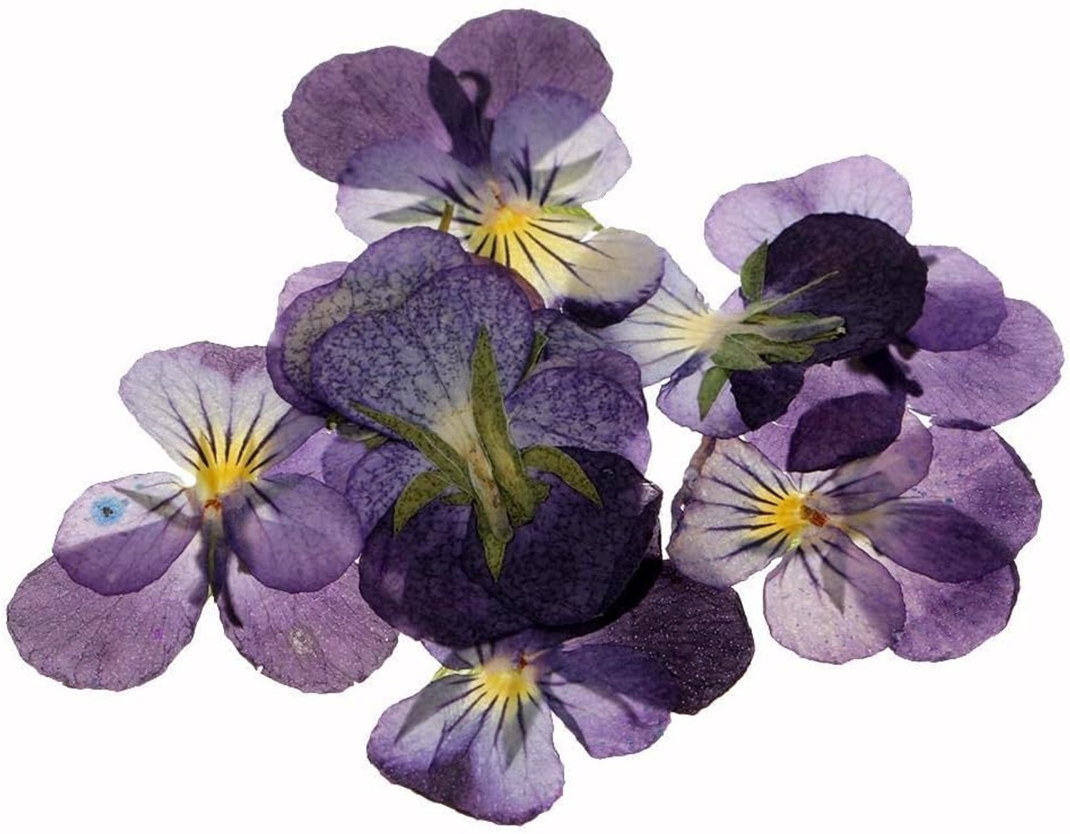 gedroogde bloemen 12 stuks - echt - geperst - voor zeep maken en scrapbooking - ServiceTopper