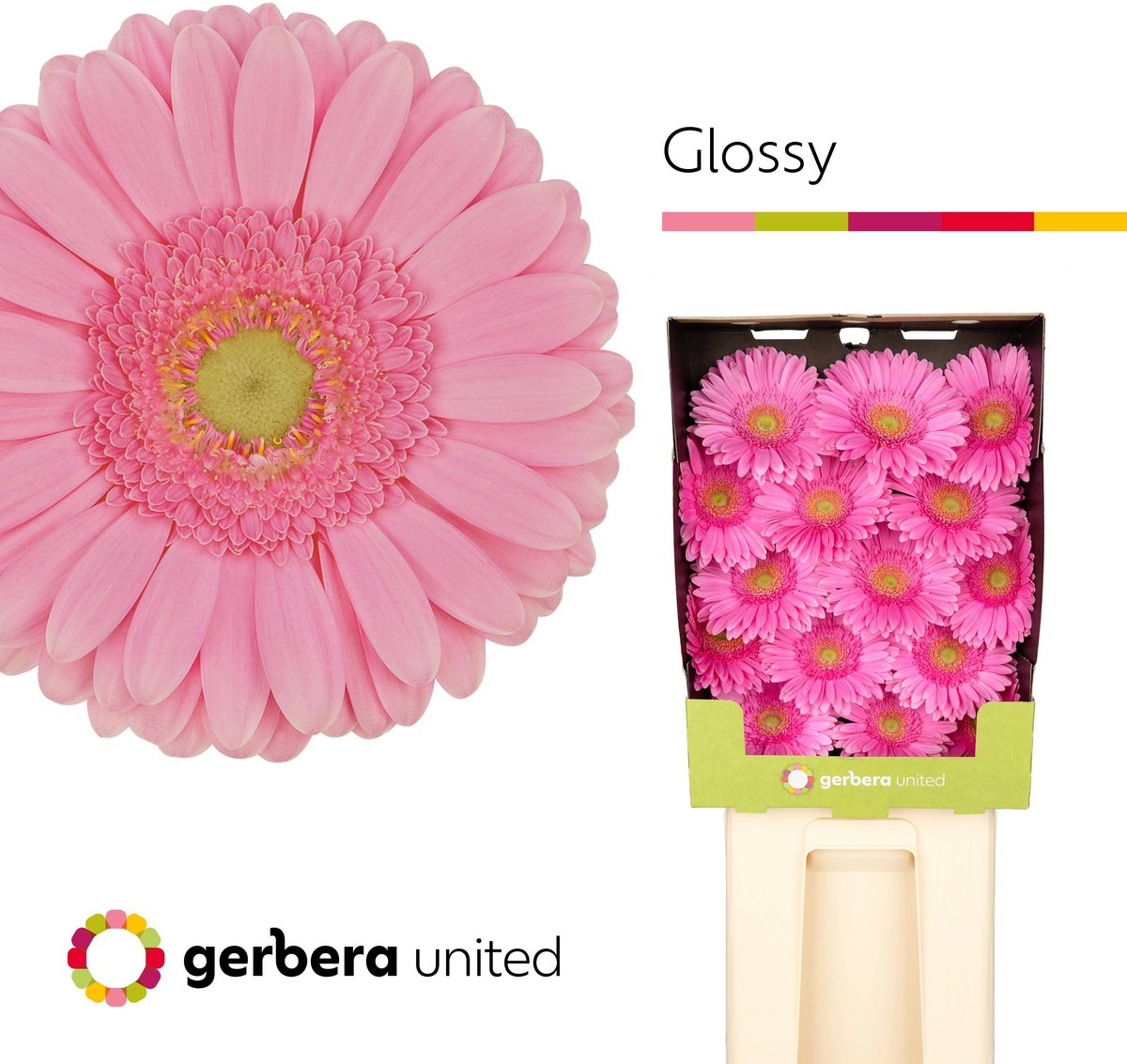 15x Gerb.glossy 70cm