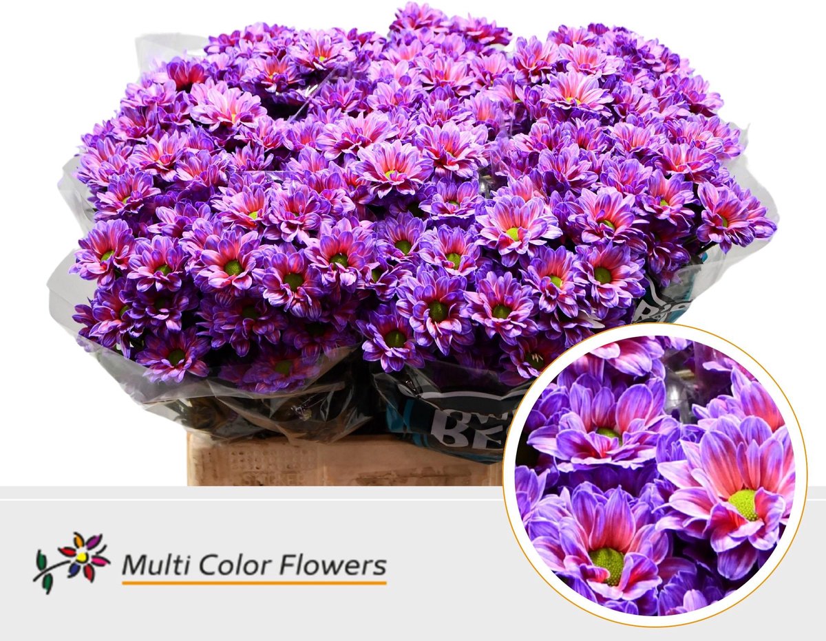 10x Chrysant overig 60cm