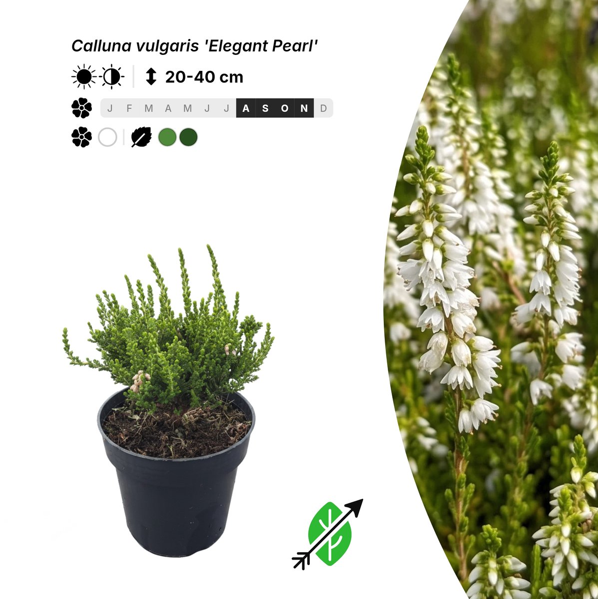 Singleplants - 20x Calluna vulgaris 'Elegant Pearl' - Pot P9,5 - bodembedekker - in bloeiperiode