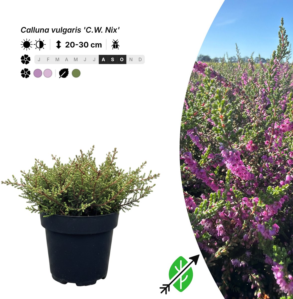 Singleplants - 20x Calluna vulgaris 'C.W. Nix' - Pot P9,5 - bodembedekker - in bloeiperiode