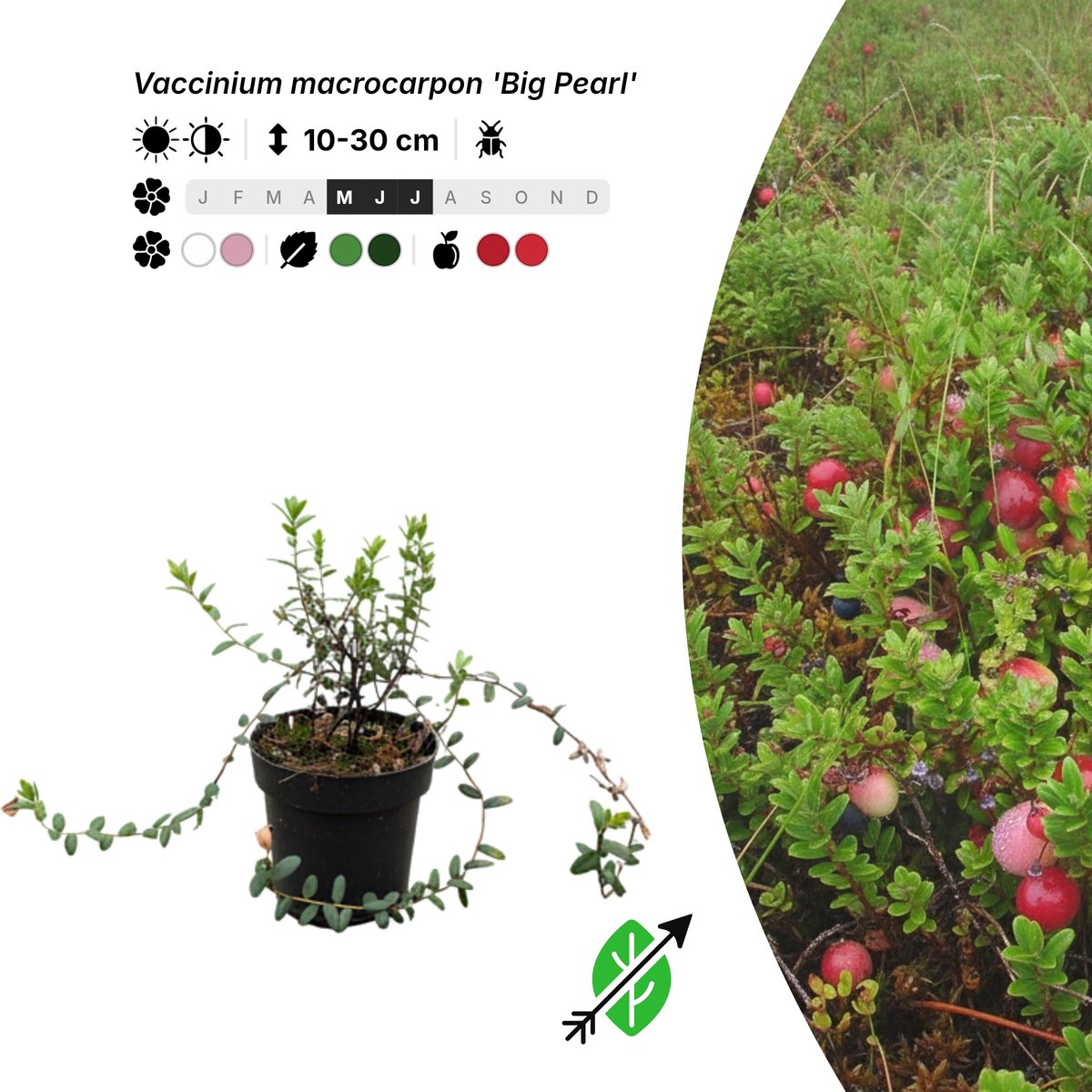 Singleplants - 20x Vaccinium macrocarpon 'Big Pearl' - Pot P9,5 - bodembedekker - winterhard tot -40°C