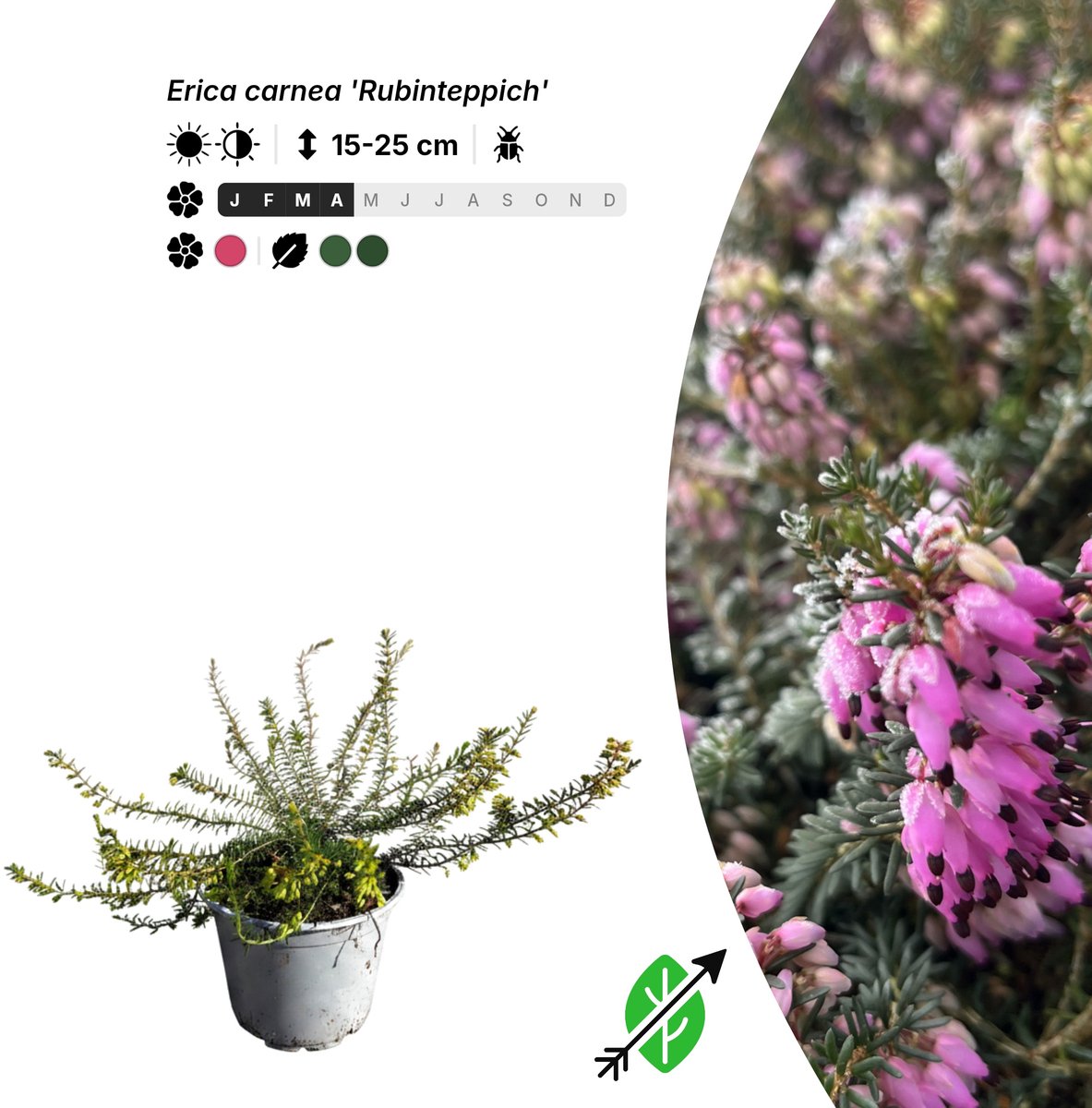 Singleplants - 10x Erica carnea 'Rubinteppich' - Pot P10,5 - bodembedekker - winterhard tot -30°C