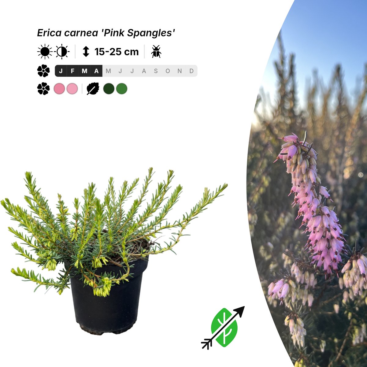 Singleplants - 20x Erica carnea 'Pink Spangles' - Pot P9,5 - bodembedekker - winterhard tot -30°C