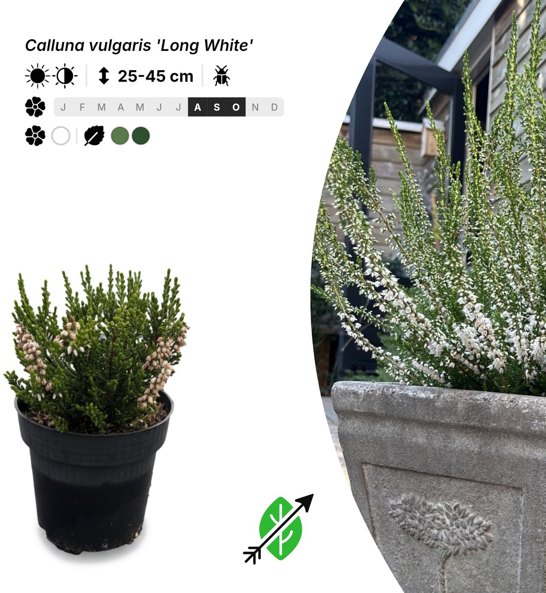 Singleplants - 10x Calluna vulgaris 'Long White' - Pot P9,5 - bodembedekker - in bloeiperiode