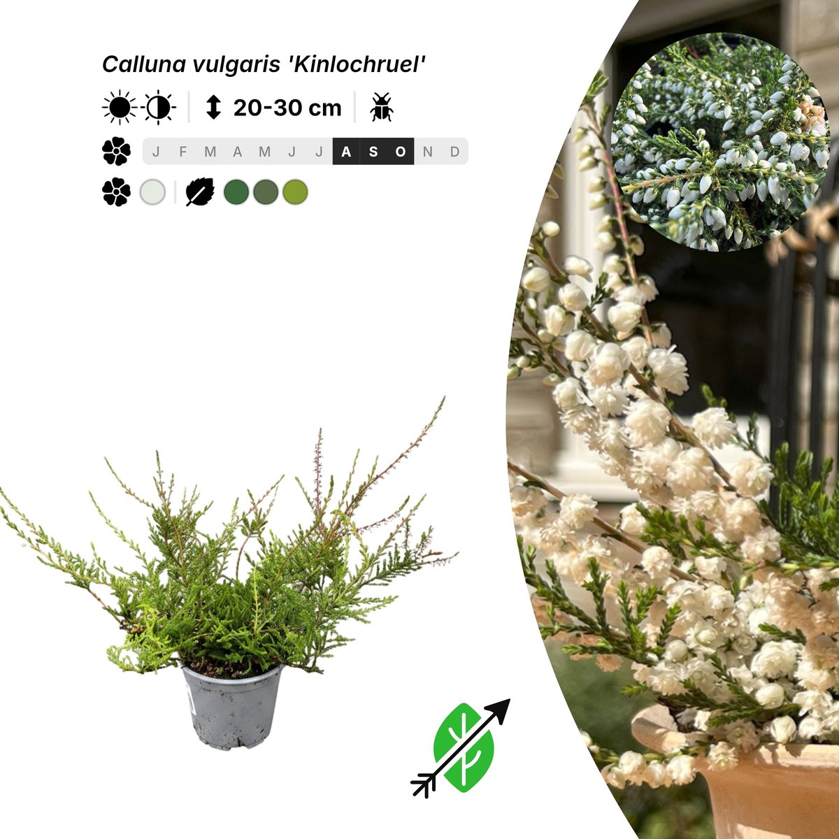 Singleplants - 10x Calluna vulgaris 'Kinlochruel' - Pot P10,5 - bodembedekker - in bloeiperiode