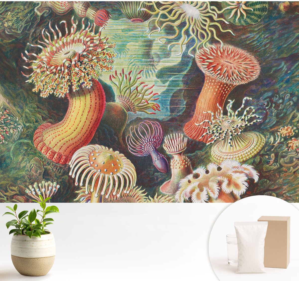 Wallfluent Fotobehang - Groente Vliesbehang - 104x70 cm - Sierlijke Zeeanemonen Fotobehang Vlies - Hal behang Deel - Muurschildering - Woonkamer behang