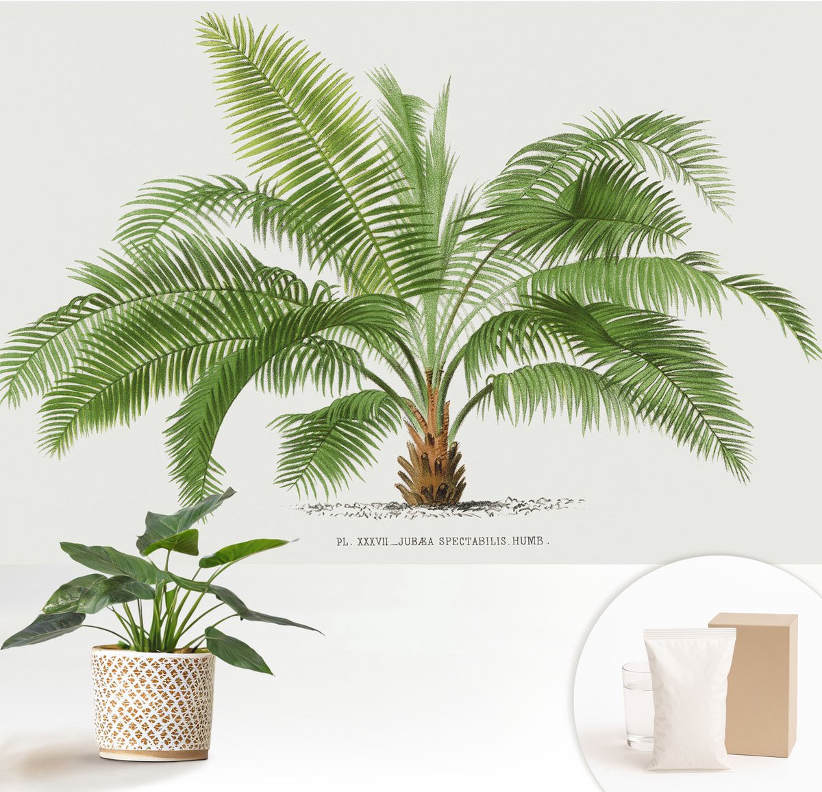Wallfluent Fotobehang - Groente Vliesbehang - 152x104 cm - Glanzende Palmboom Fotobehang Vlies - Woonkamer behang Bloemen En Planten - Muurschildering - Hal behang