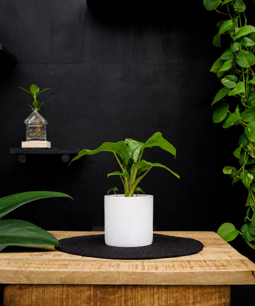Alocasia Low Rider | 30cm | met witte keramieken pot