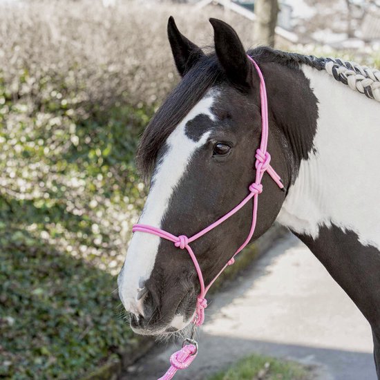 Zwart-witte pony met een roze touwhalster en gevlochten manen.