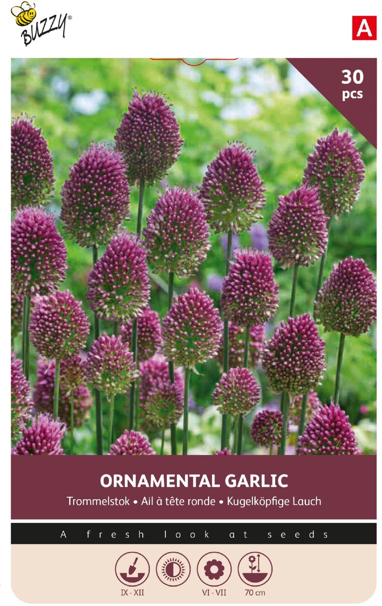 Buzzy Bloembollen Paarse Sierui Trommelstok (Allium Sphaerocephalum) 30st