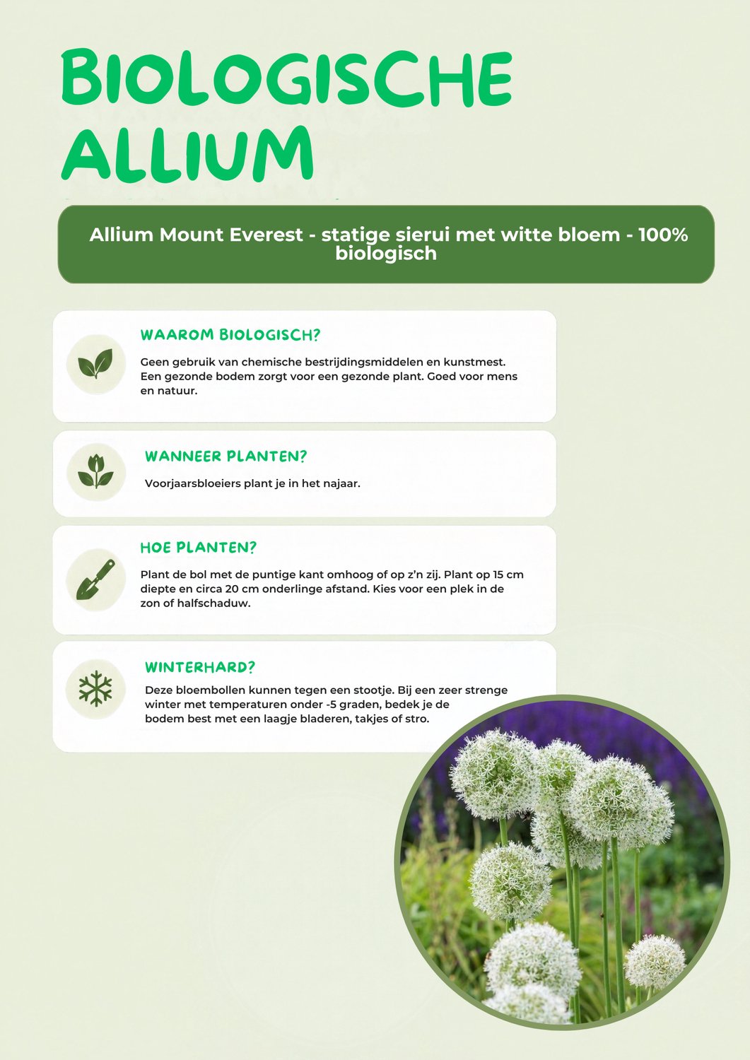 Allium Mount Everest - 100% biologische bloembollen - prachtige sierui met grote witte bloem en stevige stengel - 10 bloembollen