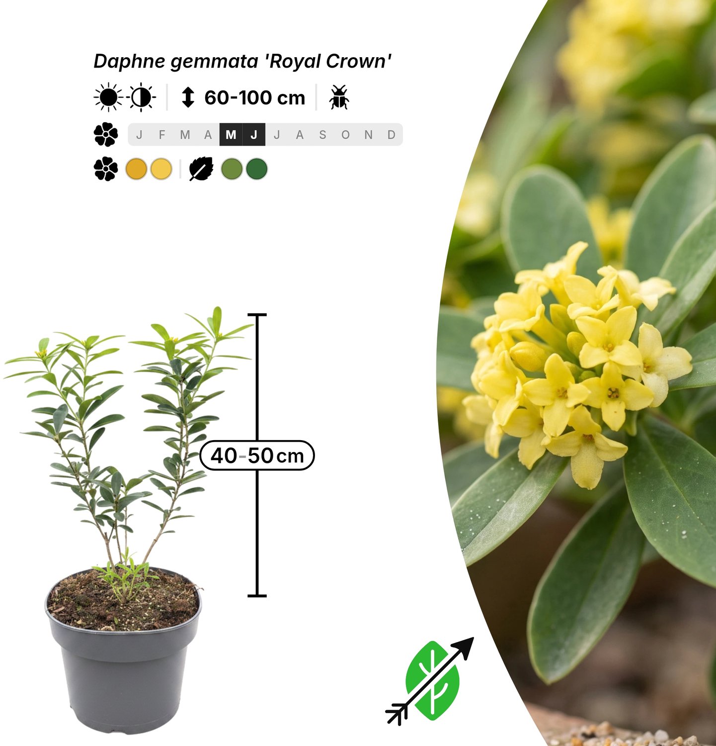 Singleplants - 6x Daphne gemmata 'Royal Crown' - Pot C5 - winterhard tot -12°C