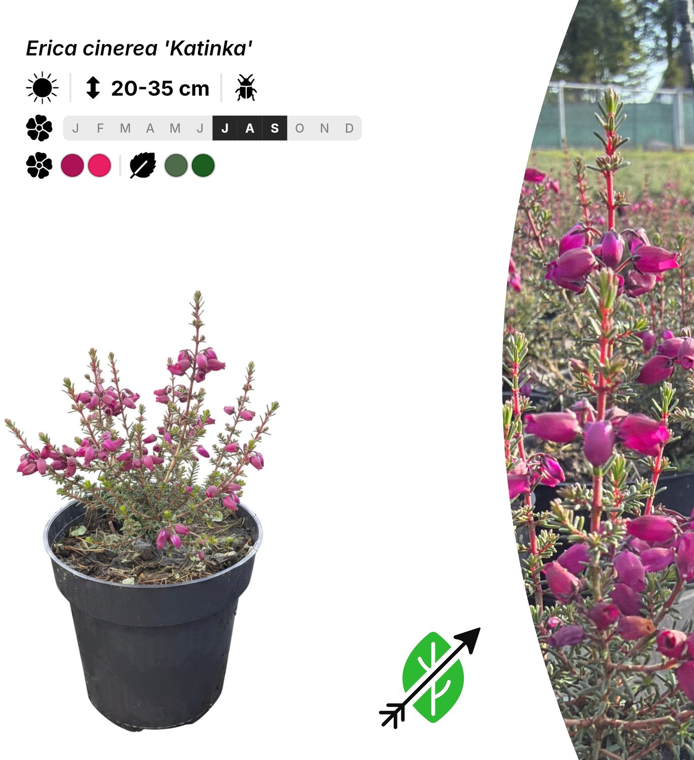 Singleplants - 20x Erica cinerea 'Katinka' - Pot P9,5 - bodembedekker - winterhard tot -15°C