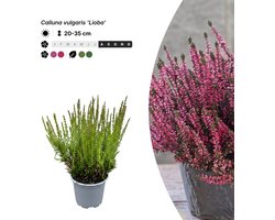 Singleplants - 10x Calluna vulgaris 'Lioba' - Pot P10,5 - bodembedekker - in bloeiperiode
