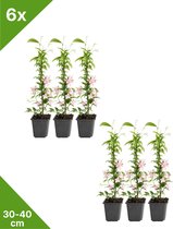 GARDENZO - 6x Roze Toscaanse Jasmijn (Trachelospermum 'Pink Showers') in P9 - 30-40 incl pot