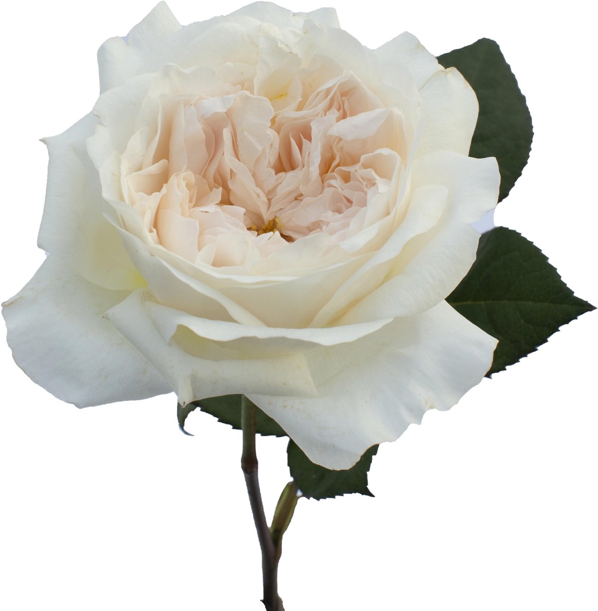 24x Rosa david austin purity 50cm