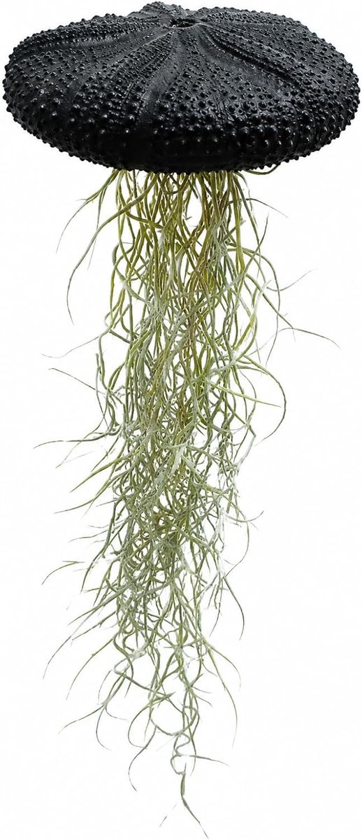 Reuzenkwal Luchtplant – met Grote Zwarte Zee-egels & Spaans Mos (Tillandsia Usneoides) – XXL Hangdecoratie zonder Pot – Stoer & Stijlvol