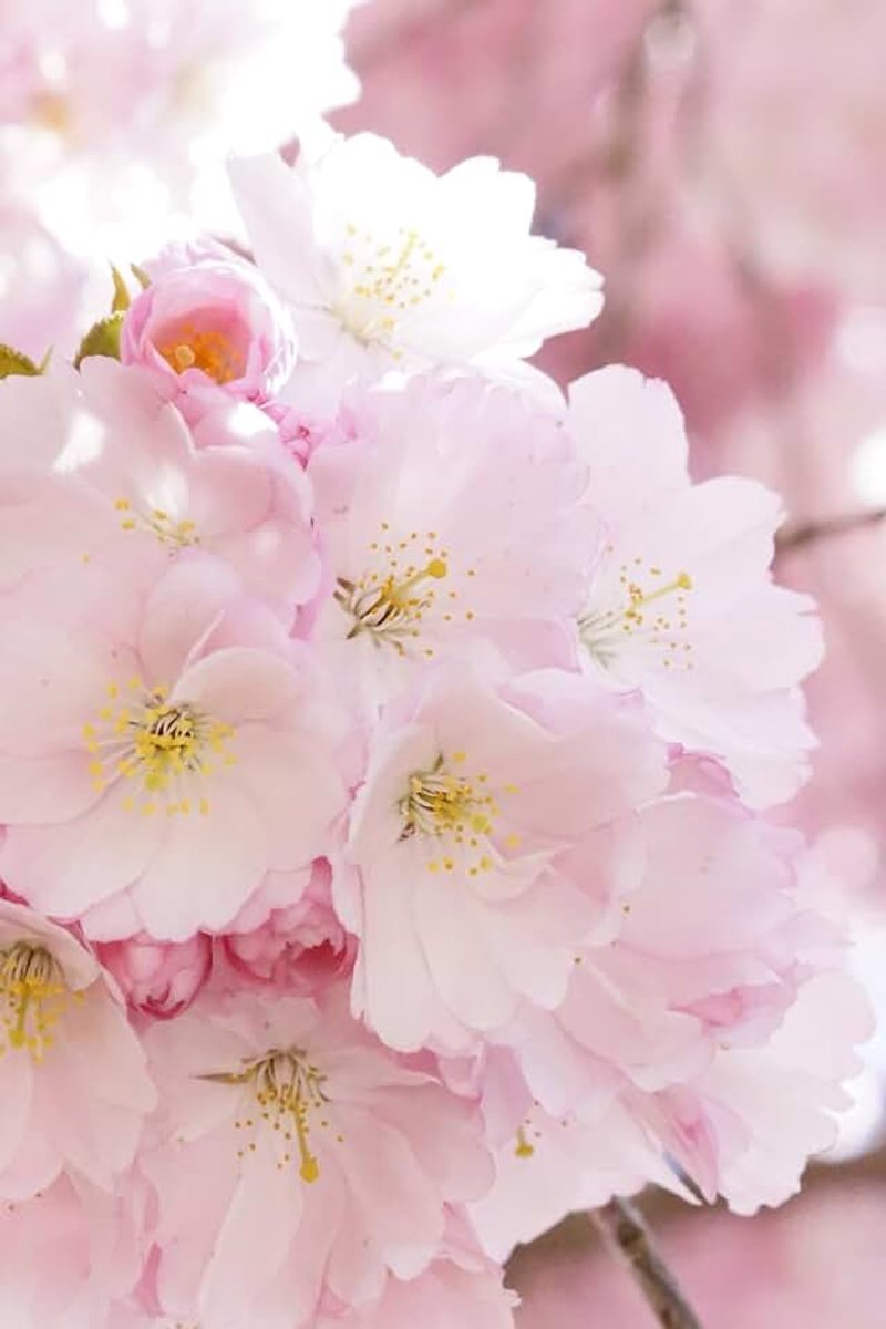 Flores de cerezo: Cuaderno con líneas y diseño primaveral
