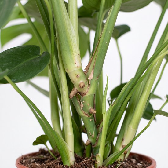 Close-up van de stevige, groene stengels en stam van een Monstera plant in aarde.