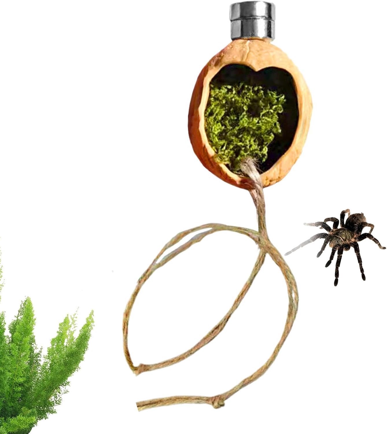 Behuizing Accessoires, Magnetische Walnoot Habitat, Springen Spider