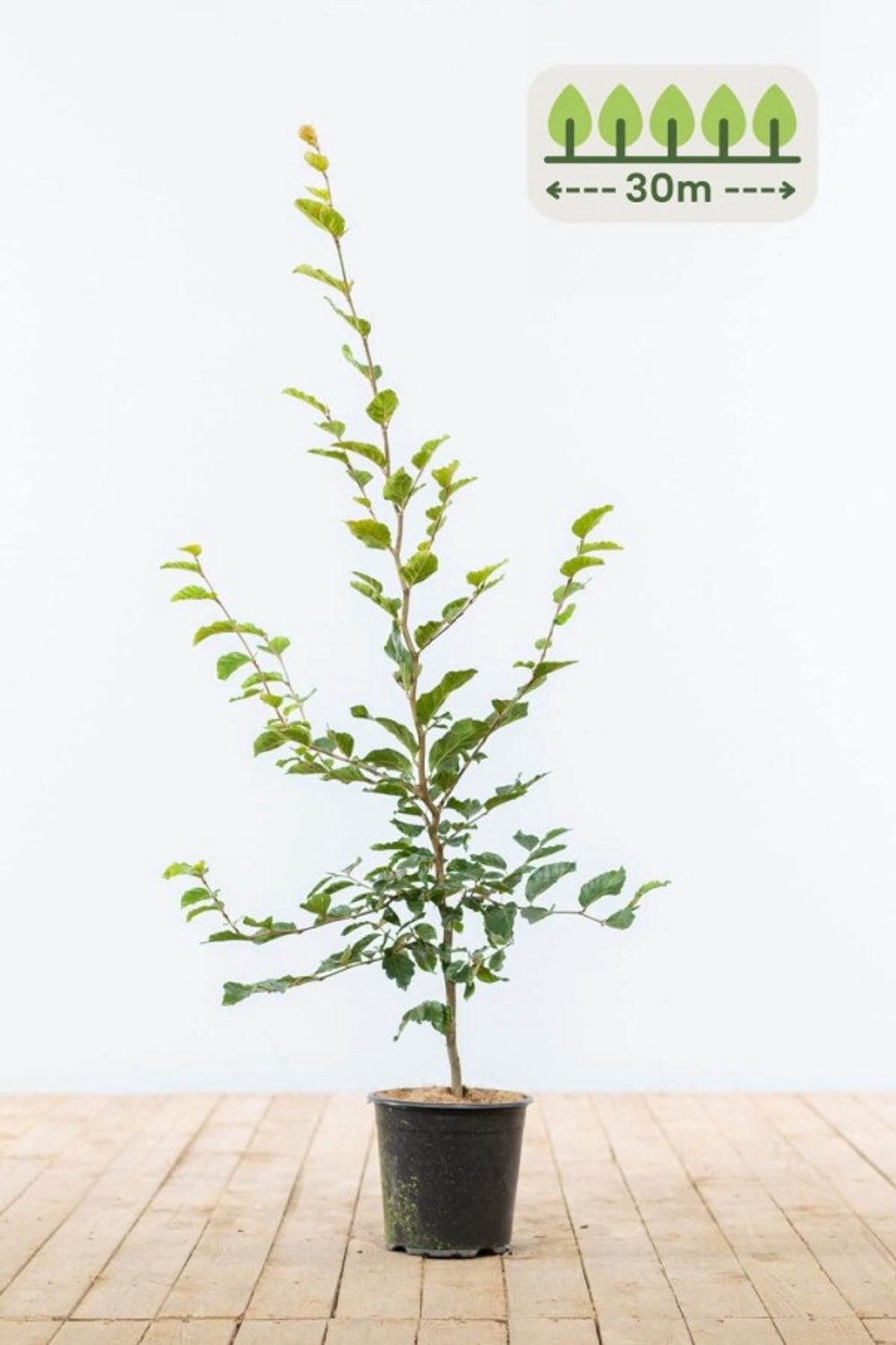 Groene Beuk 80-100 cm voor 30 meter - 150st. Fagus sylvatica