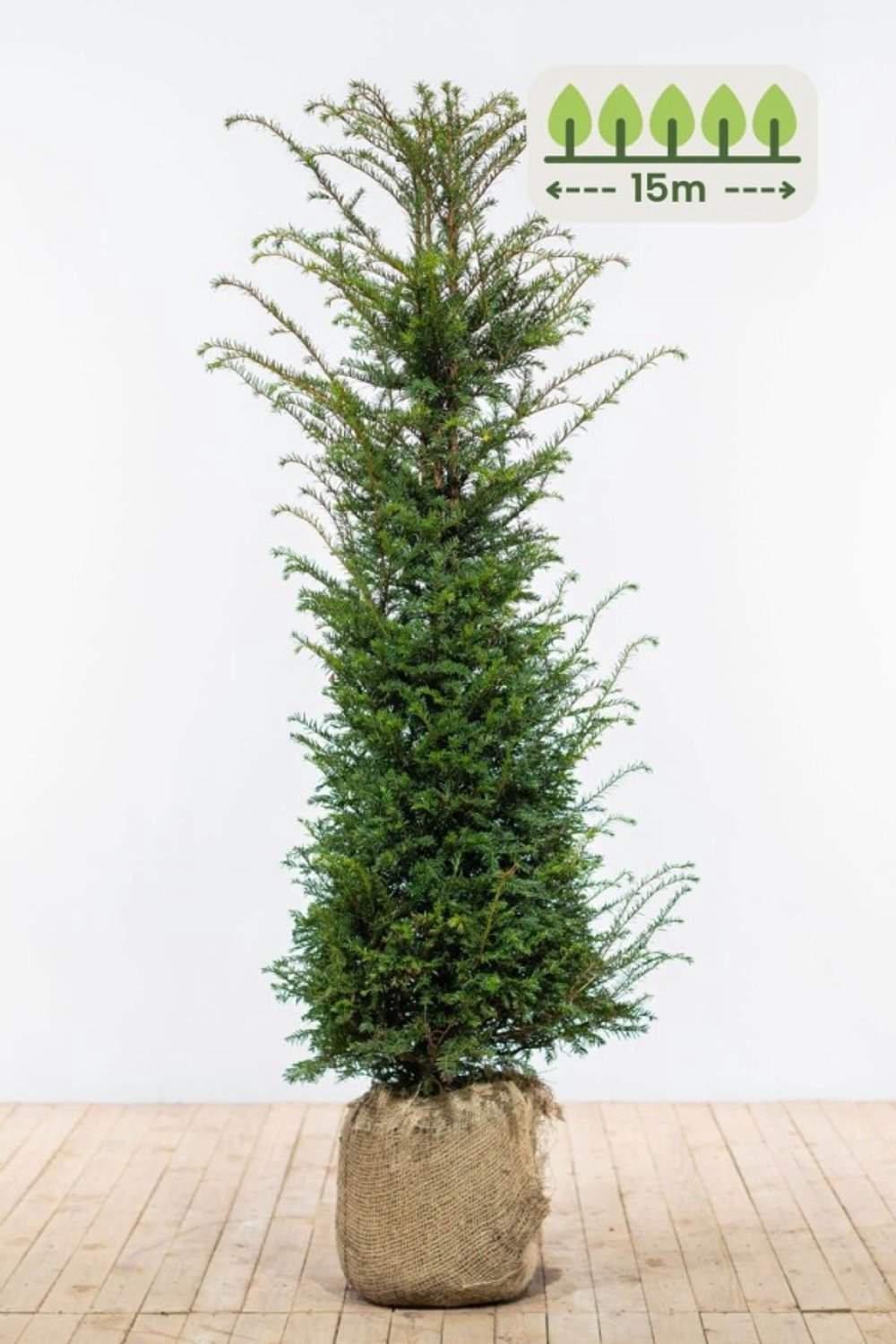 Taxus Baccata 140-160 cm voor 15 meter - 30st. Taxus baccata