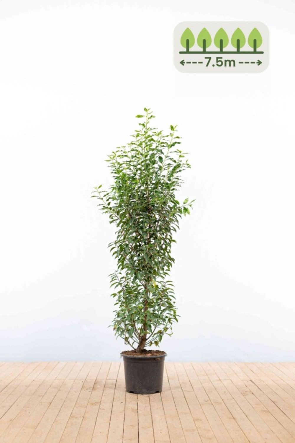 Portugese laurier 125-150 cm voor 7.5 meter - 19st. Prunus lusitanica 'Angustifolia'