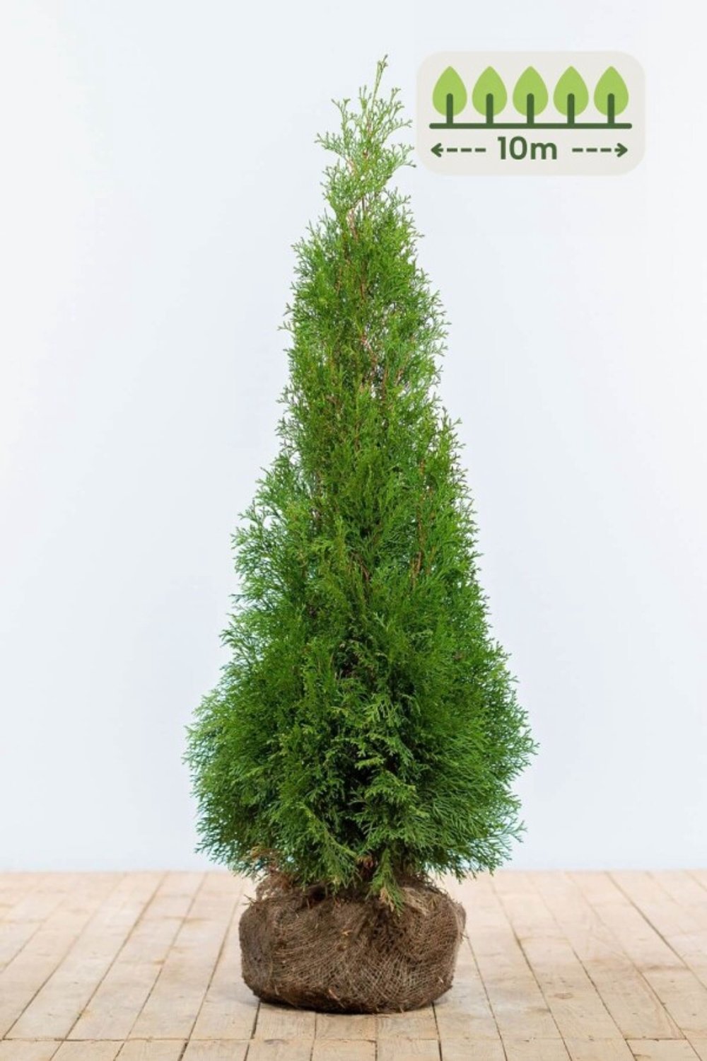 Thuja 'Smaragd' 100-120 cm voor 10 meter - 25st. Thuja occidentalis 'Smaragd'