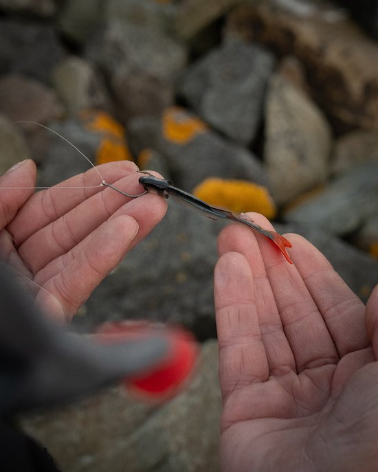 Fox Rage Ultra Natural Roach Fillet – Levensecht Softbait voor Dropshot, Jighead en Weedless Montage - Maat : 8cm — afbeelding 2