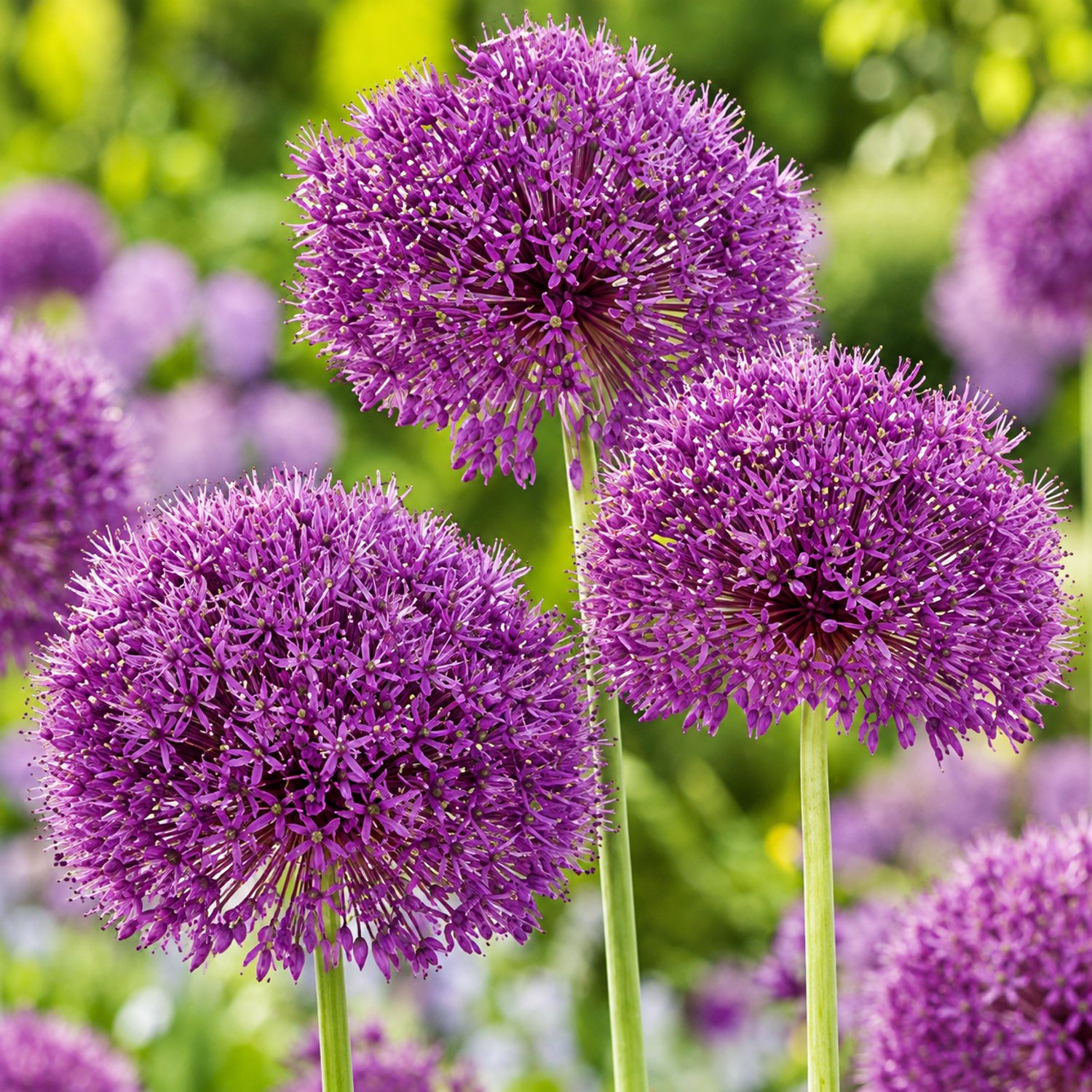Allium Aflatunense Purple Sensation per 30