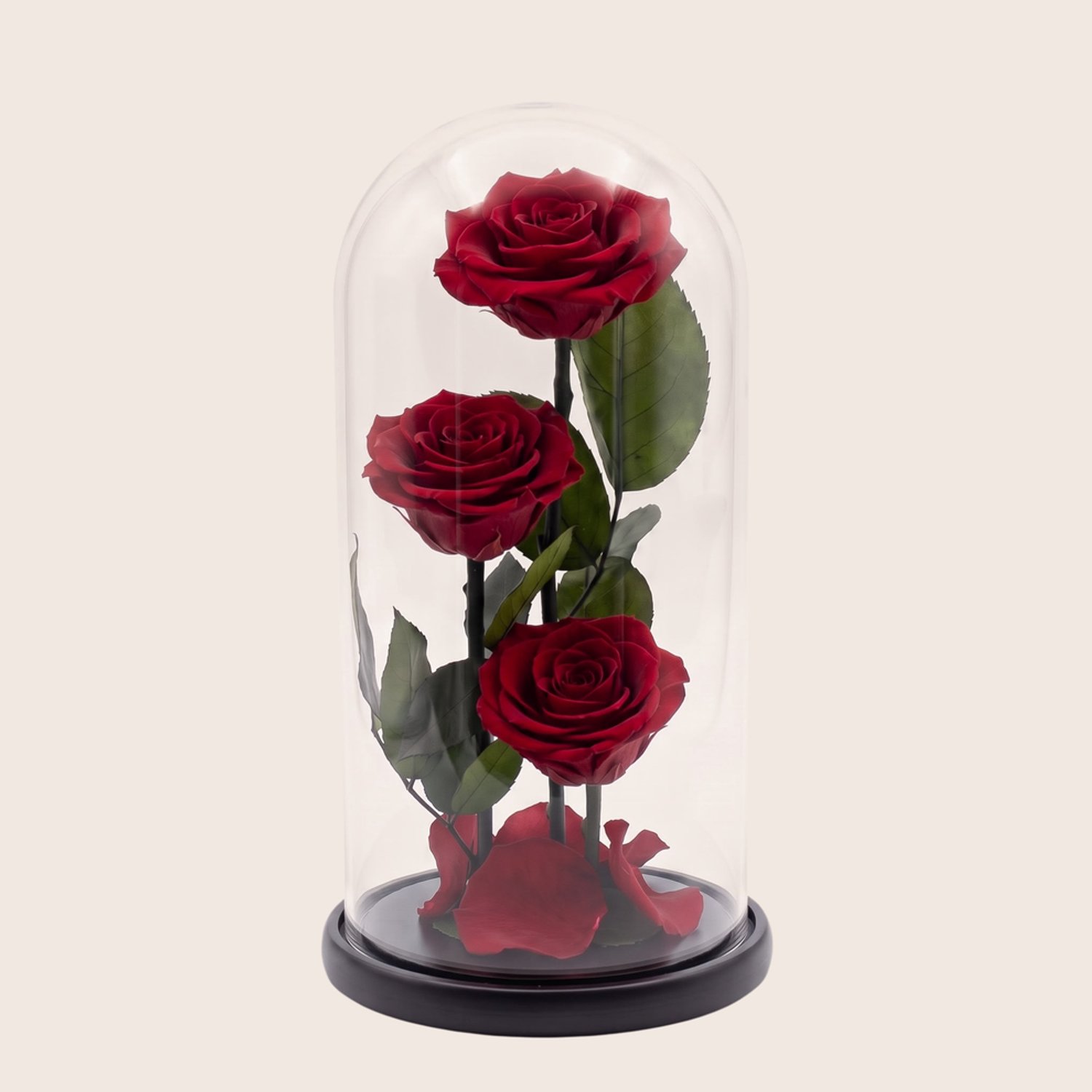Charle Roses Dome Valentina - 3 echte houdbare rozen onder glazen stolp - 27 cm - Velvet Red rood - in cadeauverpakking