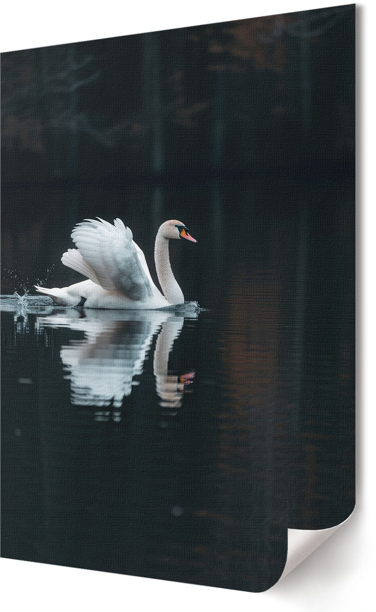 Coloray Polycanvas Poster - Zwaan In Het Water, Fotografie - 594 x 840 - Zwart Kunst - Rechthoek - Kunstposter - Slaapkamer - Klassiek