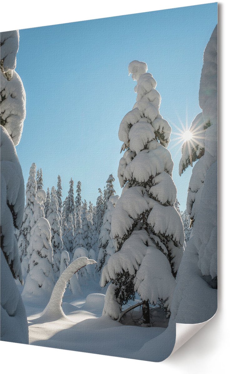 Coloray Polycanvas Wandposter - Naaldwoud In De Winter, Fotografie - 594 x 840 - Wit Wandposter - Rechthoek - Canvasposter - Woonkamer - Klassiek