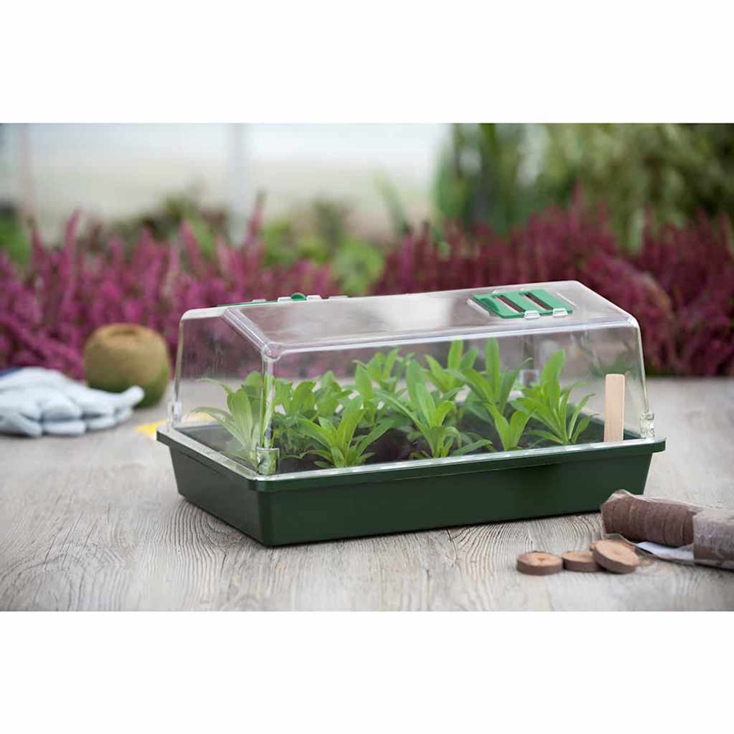 Talen Tools Nature Mini-serre (avec aération) - H22 x 55 x 31cm - Vert