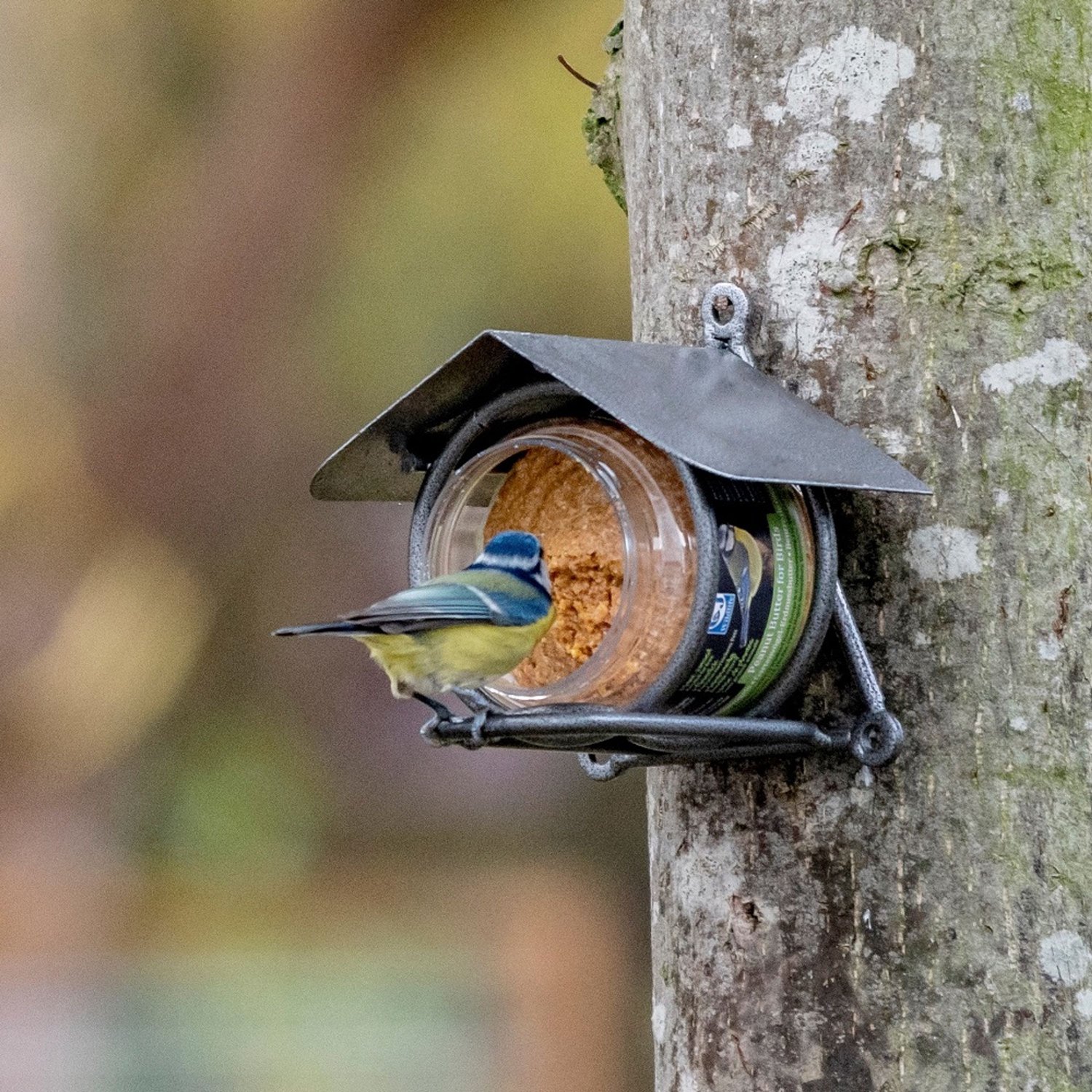 Pindakaas voor vogels, rijk aan eiwitten (12 stuks)
