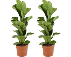 2-delig set Ficus Lyrata - hoogte 30-40 cm, pot 12 cm