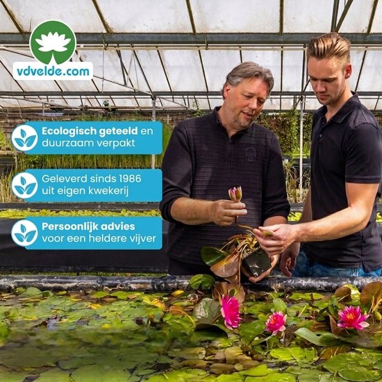 Twee mannen in een kas bekijken een waterlelie. Tekst: Ecologisch geteeld, geleverd sinds 1986, persoonlijk advies.