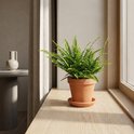 Kamerplant Nephrolepis Green Lady in een terracotta pot op een houten vensterbank.