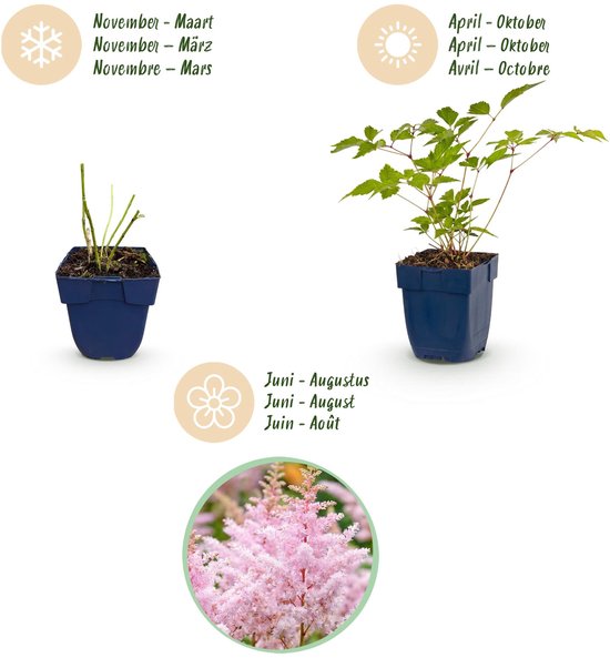 Astilbe plant in blauwe pot getoond van kale winterstok tot volle zomerplant en roze pluimbloemen.